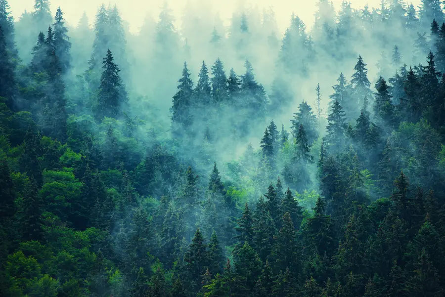 murales de pared Bosque de niebla por la mañana u33150