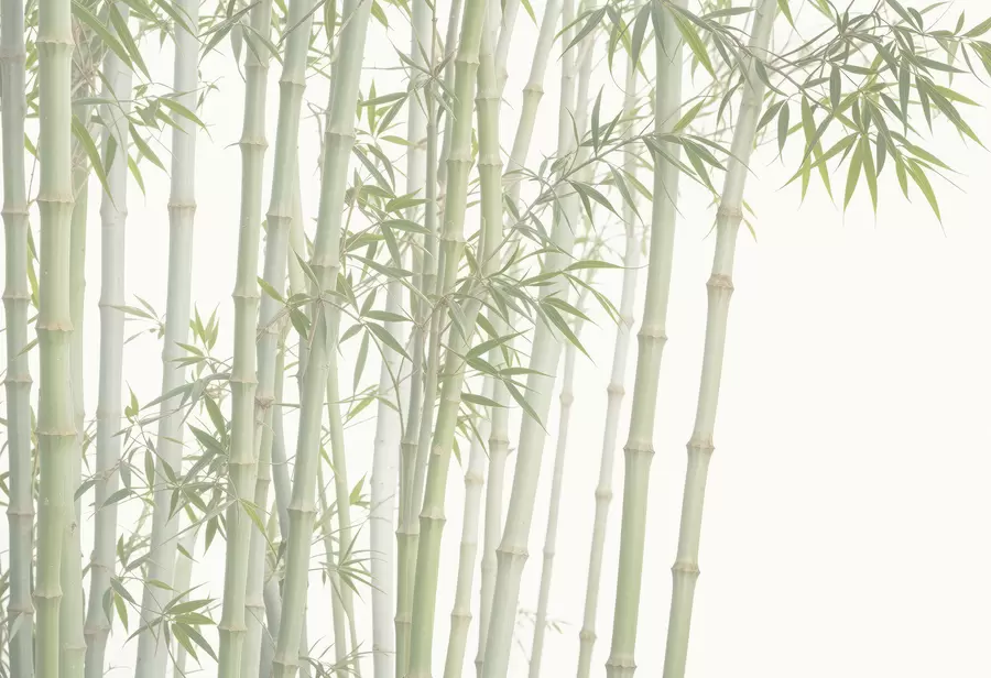 murales de pared Un denso bosque de bambú con altos tallos de bambú y hojas verdes sobre un fondo suave y brumoso w08237