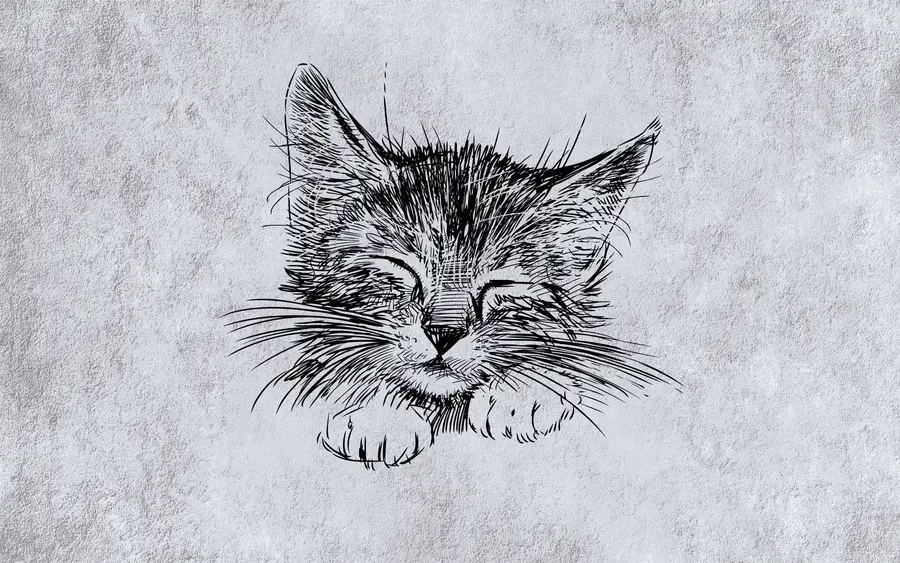 murales de pared Gato, felidae de carnívoros u43536