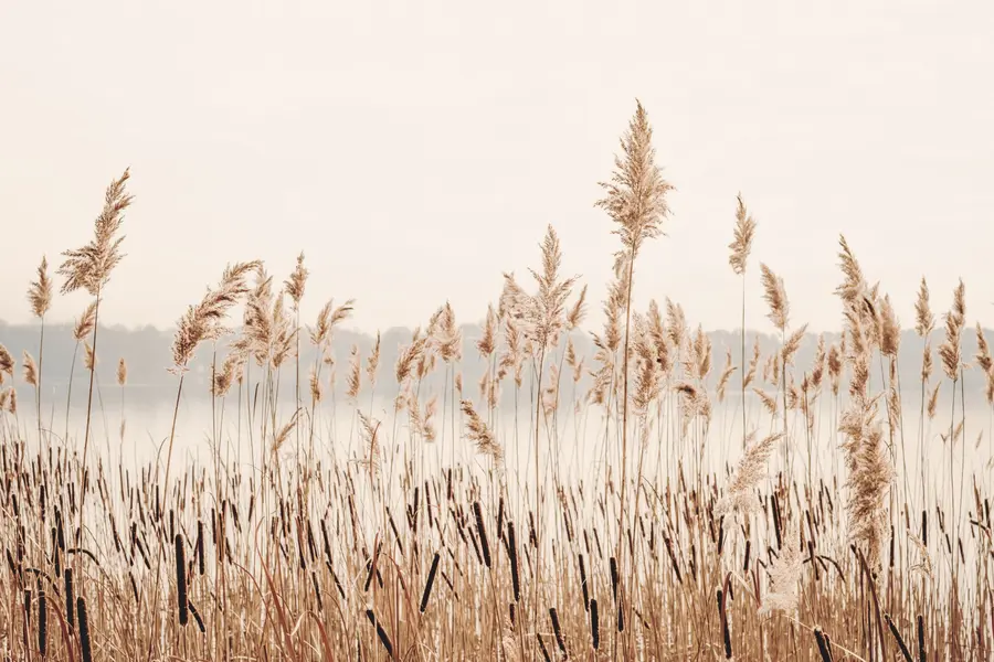 murales de pared Juncos y totora u44598